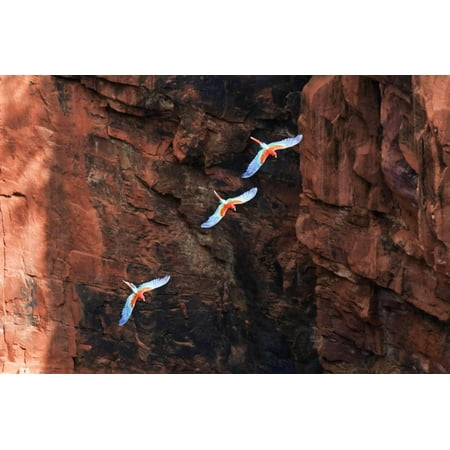 South America Brazil Mato Grosso Do Sul Jardim Red And Green Macaws Flying In The Sinkhole Print Wall Art By Ellen Goff