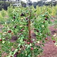 Shanxi Li Jujube chinese Date Ziziphus jujuba live plant & seeds fast