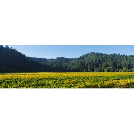 Vineyard Russian River Valley Sonoma California USA Stretched Canvas - Panoramic Images (27 x