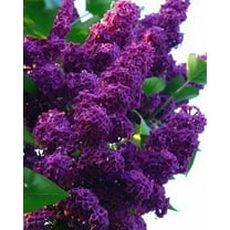10 Purple Lilac Plant Seeds