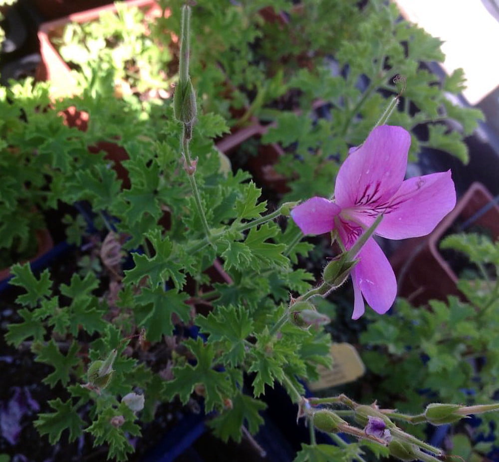 Strawberry Scented Leaf Geranium Grow Indoors or Out Live Plant