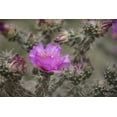 thumbnail image 2 of Grall, Don 14x11 Gold Ornate Wood Framed with Double Matting Museum Art Print Titled - USA, Colorado Tree cholla cactus in bloom, 2 of 4