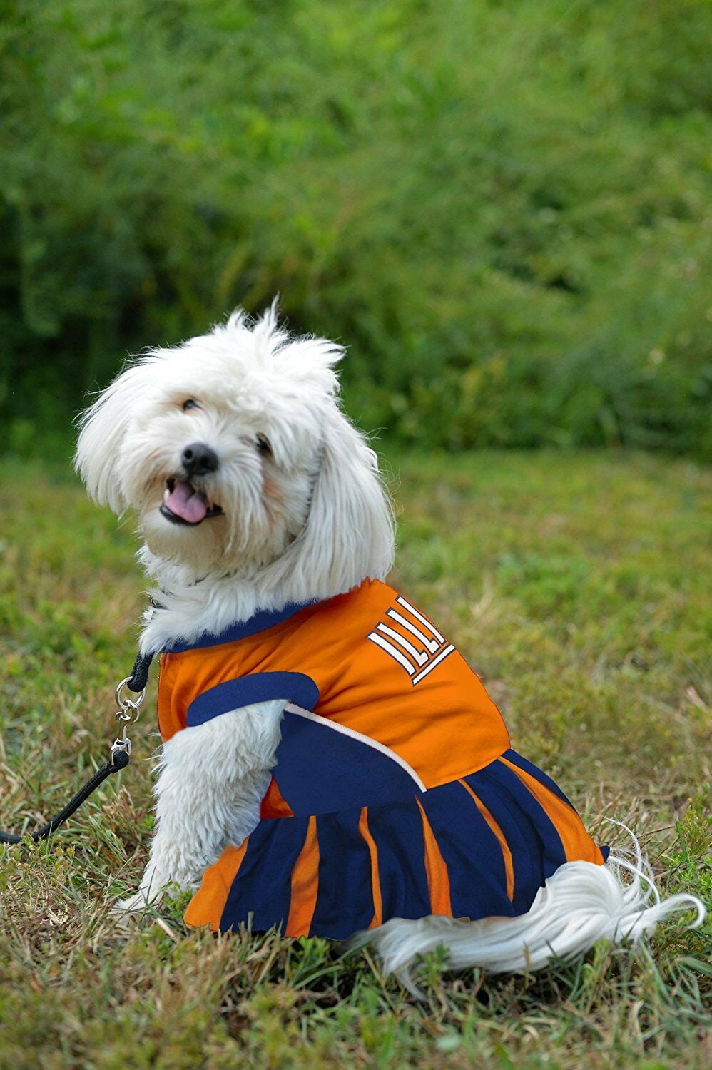 Pets First College Illinois Fighting Illini Cheerleader, 3 Sizes Pet Dress Available. Licensed Dog Outfit