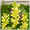 D, variant on Elegant Perennial - Fragrant Tuberose Bulbs - Easy-Care/Low Maintenance - Ideal for Yard Garden, Plant Hangers