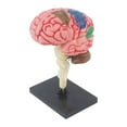 thumbnail image 3 of Modelo de cerebro humano Strade Fareast Limited anatómico PVC 6.9 x 4.9 x 11 cm, 3 of 8