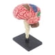 thumbnail image 3 of Modelo de cerebro humano 4D desmontado, modelo anatómico, figura de escritorio para el aprendizaje de neurociencias y biología de los estudiantes, 3 of 9