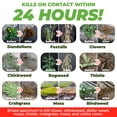thumbnail image 3 of ECO GARDEN PRO - Organic Vinegar Weed Killer | Kid Safe Pet Safe | Clover Killer For Lawns | Moss Killer | Green Grass & Poison Ivy Killer | Spray Ready Glyphosate FREE Herbicide (1 Gallon), 3 of 6