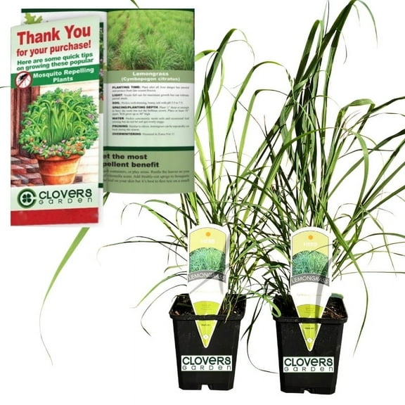 Clovers Garden 7" Green Lemongrass Mosquito repellent Live Plants in 3.5'' Grower Pots (2 Count)