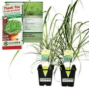 Clovers Garden 7" Green Lemongrass Mosquito repellent Live Plants in 3.5'' Grower Pots (2 Count)