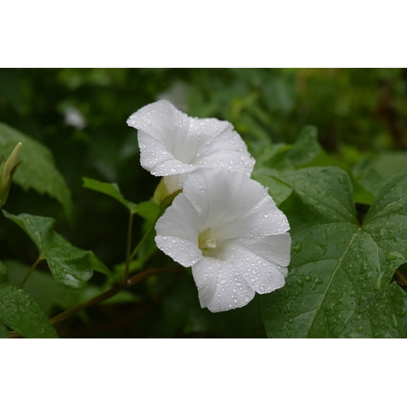 Night Blooming Morning Glory/ Annual/ Full Sun/25 Seeds 1 Gram/ Zellajake Farm and Garden - B324