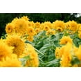 thumbnail image 2 of Dwarf Teddy Bear Sunflower Seeds/ Full Sun/ Annual/ 2200 Seeds 1 oz/ Zellajake Farm and Garden - B69, 2 of 5