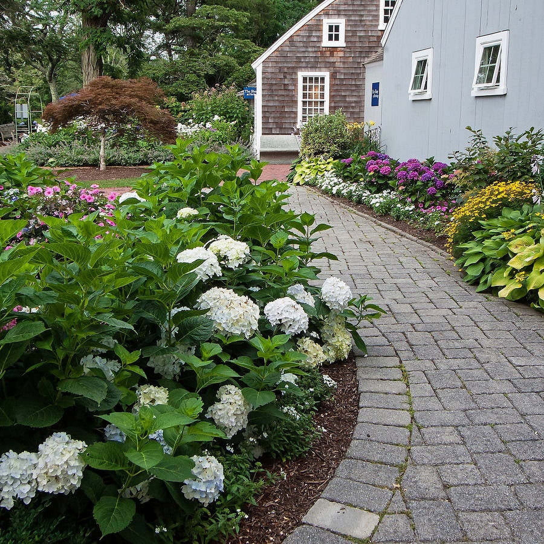 Endless Summer Blushing Bride Reblooming Hydrangea Live Shrub in 3-Gallon Grower Pot