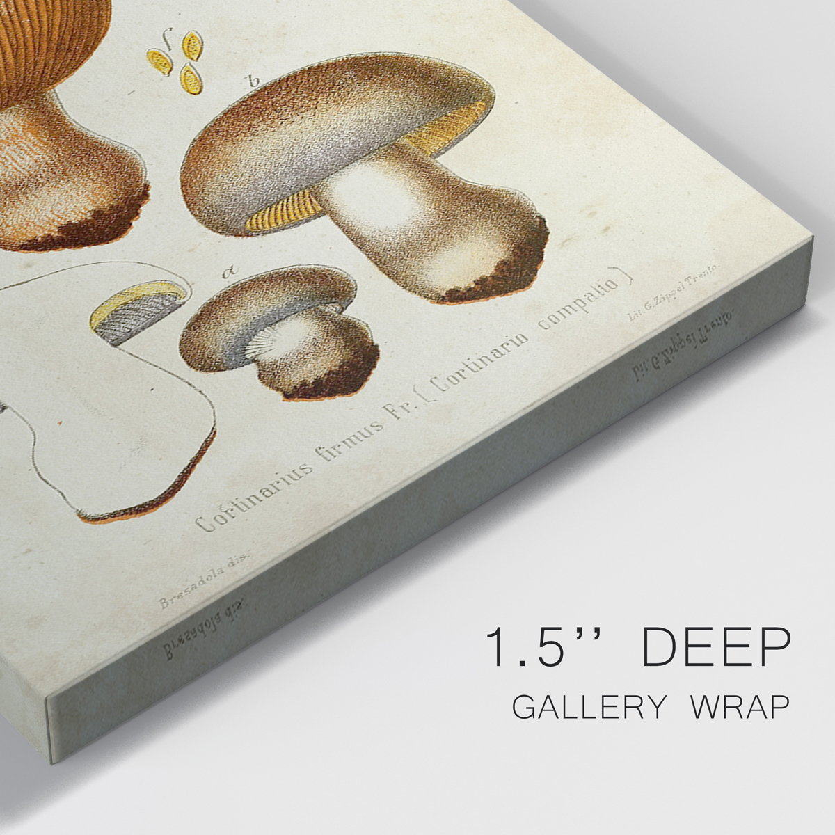 Mushroom Varieties I Premium Gallery Wrapped Canvas - Ready to Hang - 32 x 48 Each