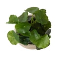 thumbnail image 4 of DesignOvation 7.5"H Artificial Money Plant in Tan Textured Cement Pot, 4 of 8