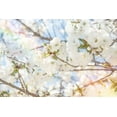 thumbnail image 2 of LightBoxJournal 24x17 Gold Ornate Wood Framed with Double Matting Museum Art Print Titled - White Spring Blossoms 02, 2 of 4