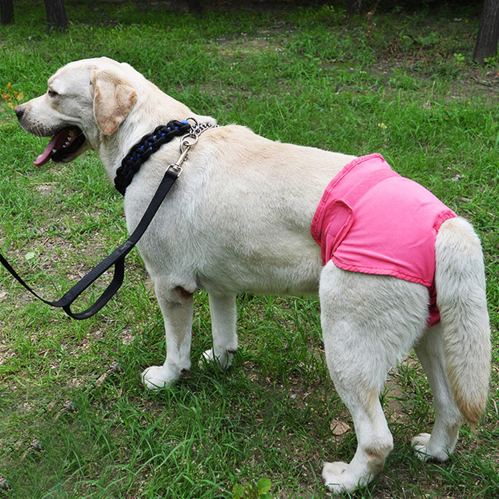 Doggie diapers for older dogs best sale