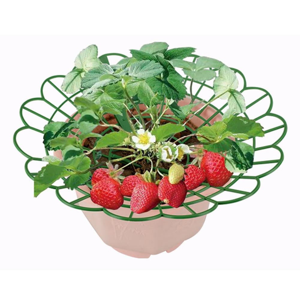 Strawberry Plant Support Stands - 10 Pack, Easy Install & Rot Prevention!