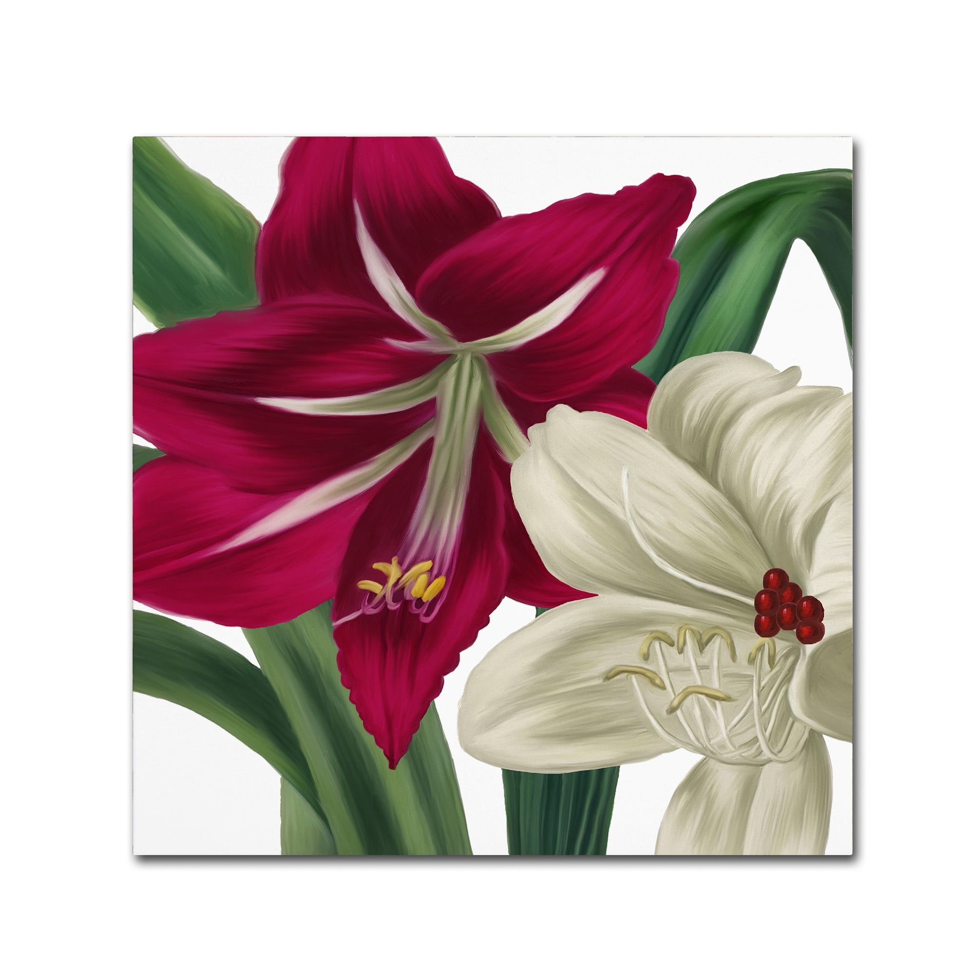 Trademark Fine Art "Christmas Amaryllis I" Canvas Art by Color Bakery