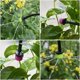 thumbnail image 5 of de Riego Automático para Macetas, de Riego por DIY, Manguera de Jardín, Kits de Riego por Microgoteo, Goteros Ajustables., 5 of 5