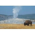 thumbnail image 2 of Hopkins, Cindy Miller 18x13 White Modern Wood Framed Museum Art Print Titled - USA-Wyoming-Yellowstone National Park-Upper Geyser Basin-Lone male American bison-aka buffalo-in fr, 2 of 4