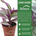thumbnail image 2 of Tradescantia Nanouk - Live Starter Plant in a 2 Inch Growers Pot - Tradescantia Albiflora 'Nanouk' - Rare and Elegant Indoor Houseplant, 2 of 6