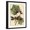 Black Frame, variant on Art.com Petite Dragonflies I Art Print by Vision Studio, 12" x 16"