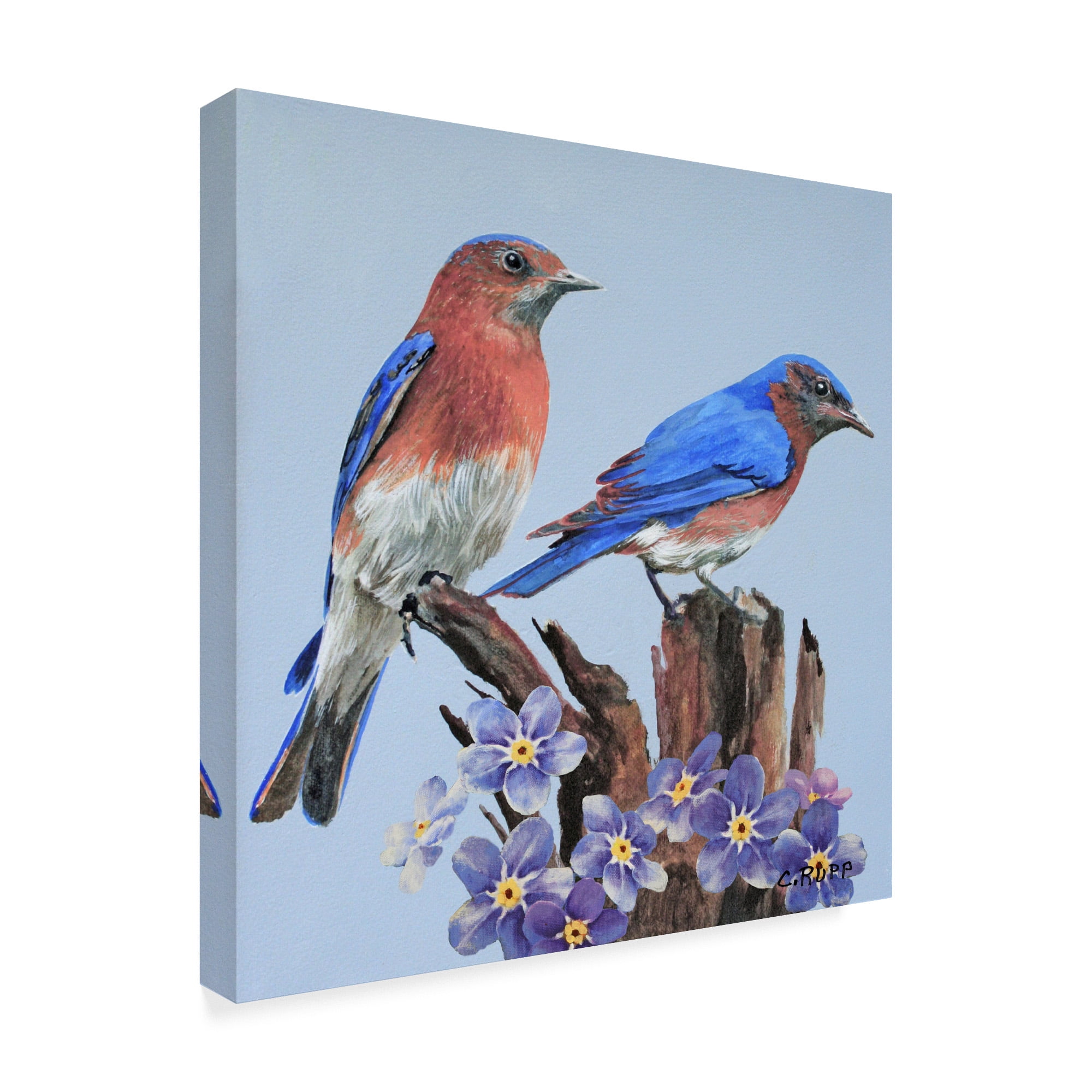 Trademark Fine Art 'Eastern Bluebird Duo' Canvas Art by Carol J Rupp