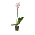 thumbnail image 2 of Orquidea Phalenopsi varios colores 1 pieza 70 cm, 2 of 5