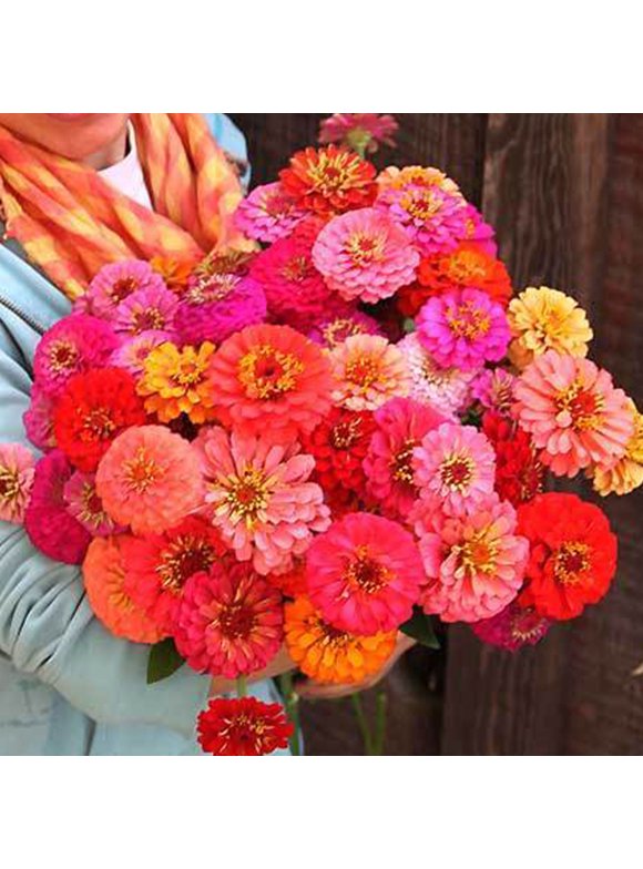 Zinnia Flower Seeds in Seed Gardening
