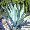 thumbnail image 3 of Americana Silver Agave, 3 of 6