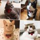 thumbnail image 4 of 2 paquetes/juego de collares navideños para gatos, collares para gatitos separables con pajarita y campana, traje de Papá Noel para gatos, perros pequeños y conejos, 4 of 5
