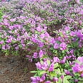 thumbnail image 5 of Encore Azalea Autumn Lilac (1 Gallon) Purple Flowering Shrub - Full Sun Live Outdoor Plant, 5 of 11