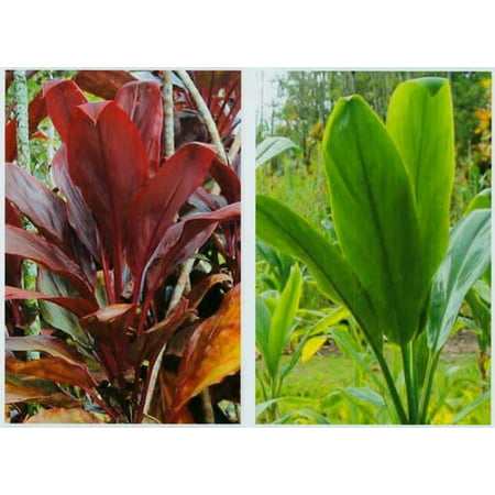 Hawaiian Ti Plant Logs 1 Red 1 Green ~ Grow