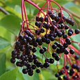 thumbnail image 2 of Elderberry Tree Live, Live Plant Elderberry in Pot, 3'' Tall, Planting Growing Garden, 2 of 5