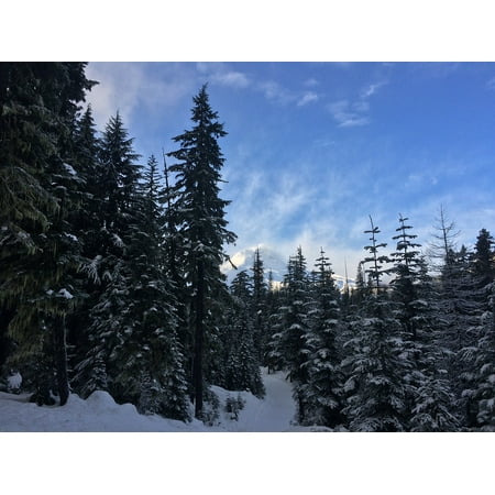 - Canvas Print Hood Mt Environment Forest Trees Snow Natural Stretched Canvas 32 x 24