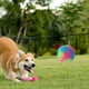 thumbnail image 4 of Pelota para mascotas Juguete para perros LED Resistente a la masticación Limpieza de dientes Juguete interactivo (B), 4 of 6
