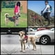 thumbnail image 5 of JSXD - Arnés para perro, sin tirar, con asa ajustable, chaleco para mascotas, chaleco de nailon reflectante 3M para razas, fácil control para perros pequeños, medianos y grandes, Rojo, S, 5 of 5