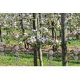 thumbnail image 1 of Repelente de pájaros para jardín, granja, patio, decoración multiusos, decoración de patio, pájaros reflectantes, espantapájaros, pájaros carpinteros, espantapájaros, protegen alimentos y plantas ShuxiuWang 8390614264625, 1 of 1