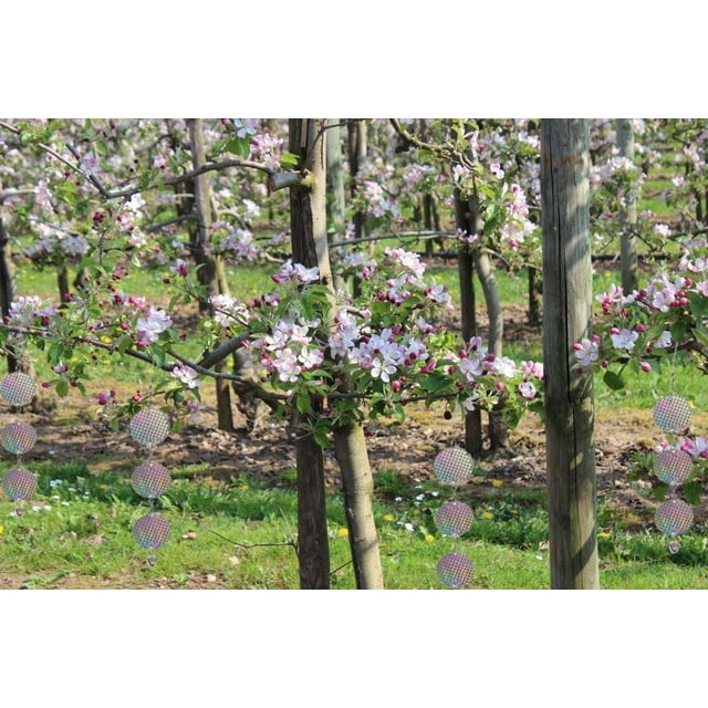 Repelente de pájaros para jardín, granja, patio, decoración multiusos, decoración de patio, pájaros reflectantes, espantapájaros, pájaros carpinteros, espantapájaros, protegen alimentos y plantas ShuxiuWang 8390614264625