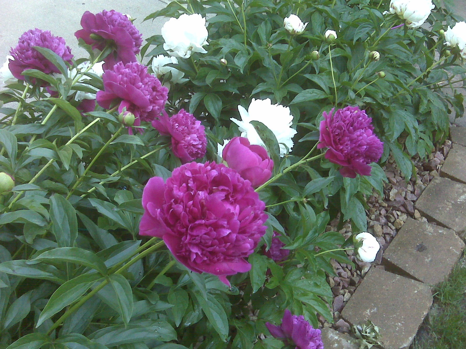 Glamos Wire 30 inch Heavy Duty Peony Support 5-Pack