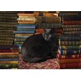 thumbnail image 2 of Cobble Hill - Library Cat (1000-Piece Puzzle), 2 of 2