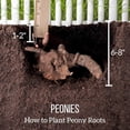 thumbnail image 6 of Resistant-Peony, Easy Grow - Ideal for Beds Borders, Plant Pots & Planters,Low Maintenance., 6 of 6