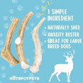 hotspot pets Premium Whole OIF8 Deer Antlers for Dogs 8+ Inch XLarge