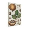 thumbnail image 2 of Trademark Fine Art 'Exotic Botanique III' Canvas Art by Vision Studio, 2 of 4