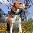 thumbnail image 2 of Luces para perros para paseos nocturnos, luz de collar para perros de 4 modos, luz recargable para pasear perros, linterna de seguridad para perros a prueba de agua IPX 8, verde, 2 of 5