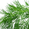 Fennel