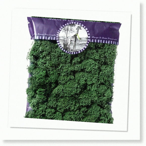 Preserved Forest Green Reindeer Moss - 2oz: Eco-friendly, Vibrant, Natural Décor
