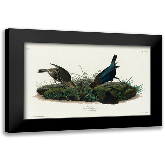 Audubon, John James 14x10 Black Modern Framed Museum Art Print Titled - Cow-pen Bird