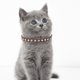 thumbnail image 4 of Apuakthei Collar para perro cachorro con diamantes de cristal coloridos collares para cachorros y gatos, 4 of 5