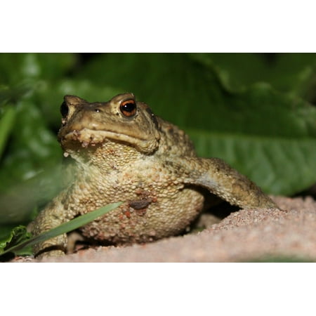 Sand Frog - Canvas Print Animal Sand Frog On The Beach Nature Stretched Canvas 10 x 14